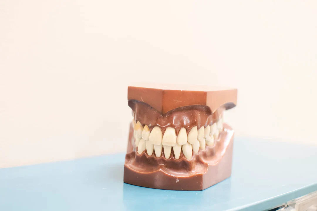 How Many Teeth Do Humans Have?