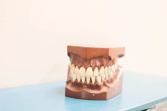 How Many Teeth Do Humans Have?